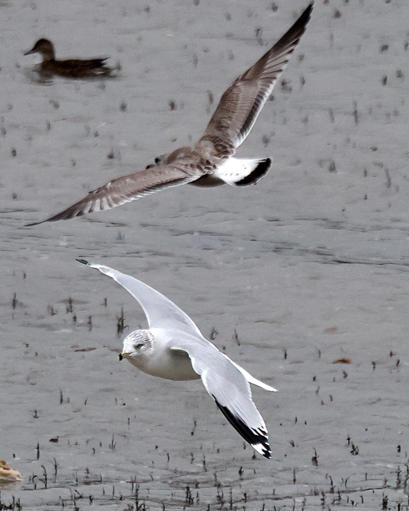Ring-billed gull
